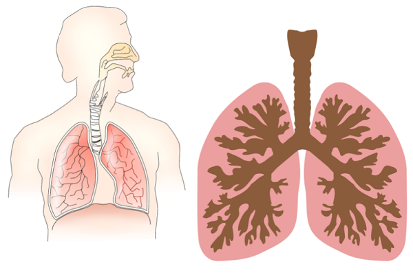 aparato respiratorio