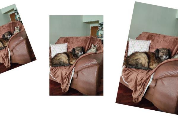 foto de perro y gato ampliada manteniendo proporcionalidad