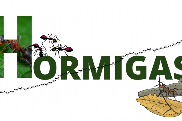 Hormigas
