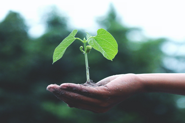 manos sosteniendo una planta