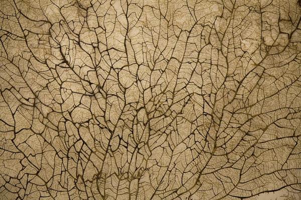 textura, vena, rama, naturaleza, flora, planta, antiguo, natural, decoración, patrón