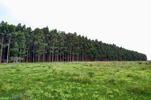 forestal