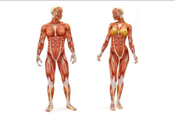 Sistema muscular