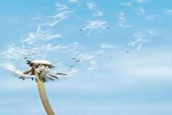 Una plantita al viento y un cielo azul con algunas nubes