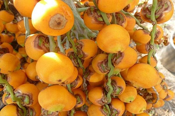 fruto de la palmera butiá odorata