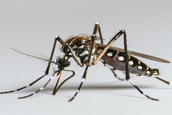 Imagen del mosquito Aedes Aegypti