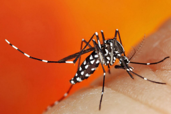 Mosquito Aedes Aegypti