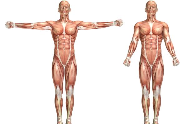 Descubriendo la Anatomía Muscular: Origen e Inserción