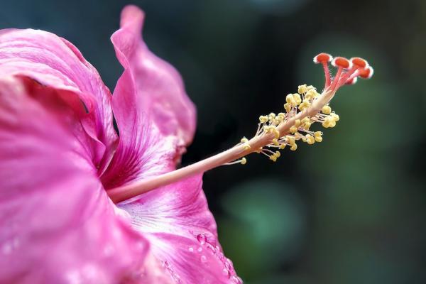 Detalle de una flor de hibisco. Se observa la estructura reproductora conteniendo polen en su estambre. 