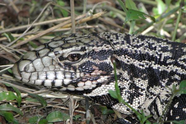 Cabeza y cuello de un lagarto overo en el pasto. 