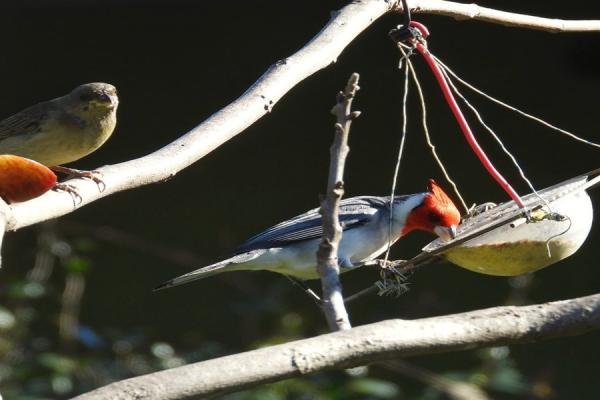 Fotografía de dos pájaros