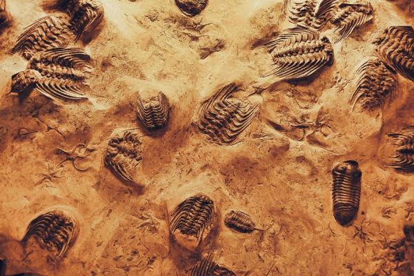 Superficie con diversos fósiles trilobites. 