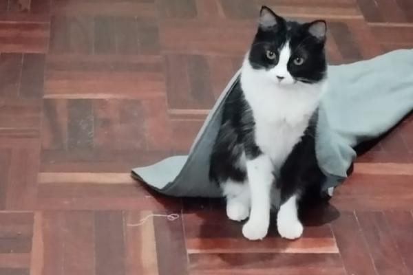 Gato