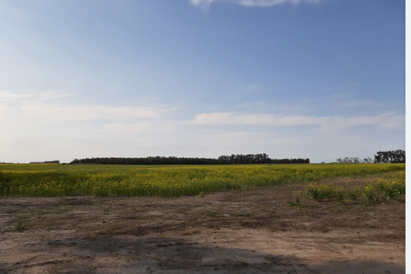 Paisaje de nuestro país: campo en Durazno