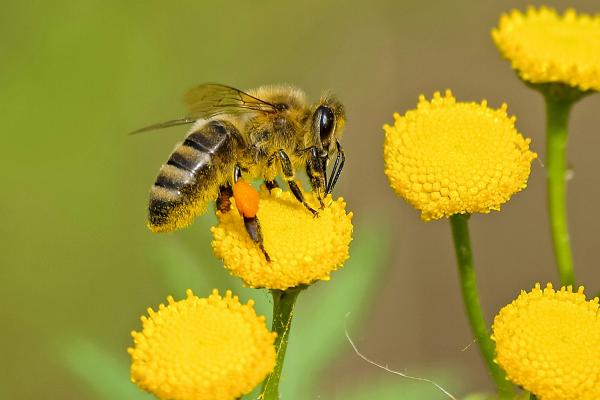 abeja en flores