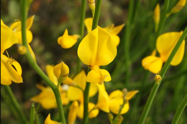 Retama española