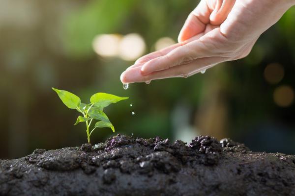 mano sosteniendo planta