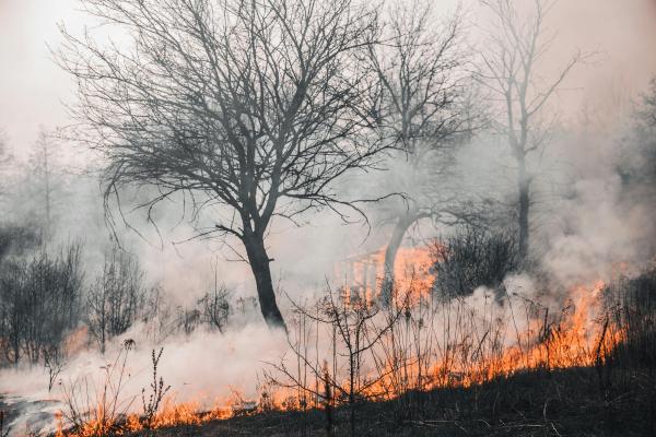 Incendio forestal. El fuego se ve a nivel de suelo. Sobre el suelo y subiendo, hay humo blanco. Se destaca la silueta de árbol sin hojas. 