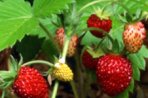 Plantas de frutilla