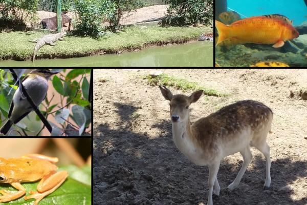 Fotos de animales: ciervo, pez, yacaré, carpincho, pájaro y una rana.