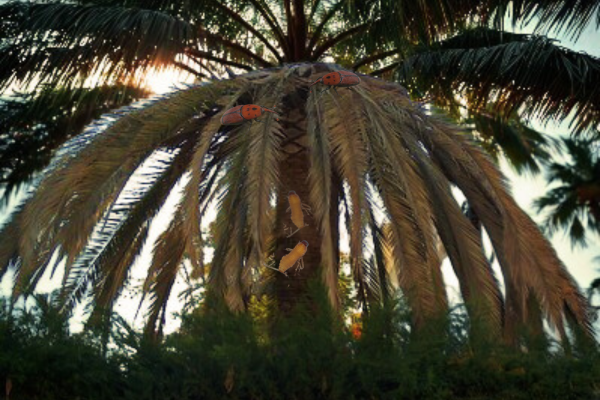Palmera con picudos rojos adultos y larvas