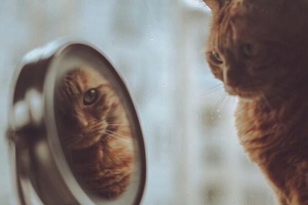Gato amarillo se refleja en un espejo