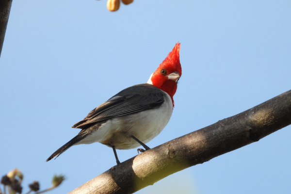 Ave cardenal copete rojo encima de una rama.