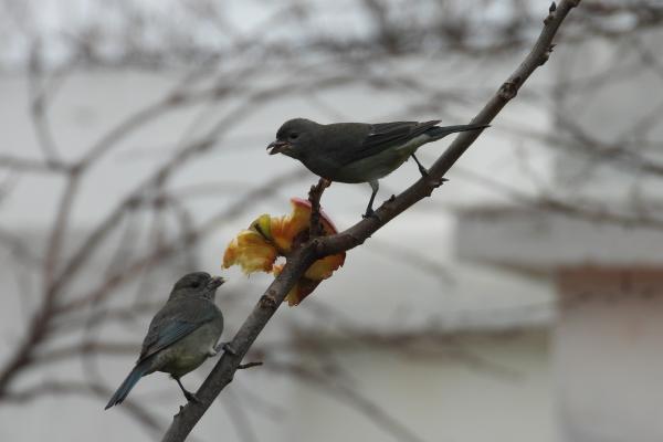 Fotografía de dos aves alimentándose de una fruta