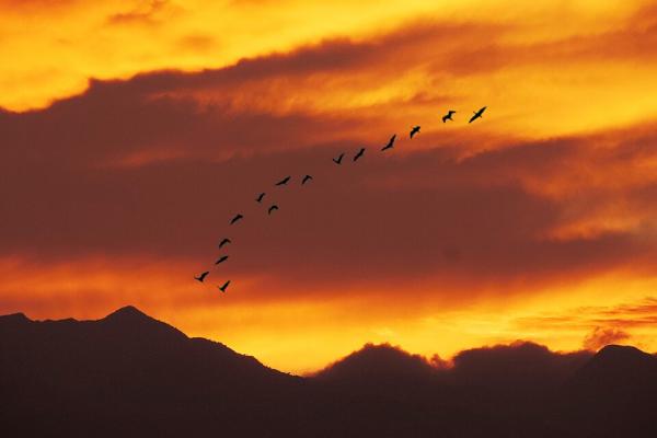 Cielo naranja y aves migrando