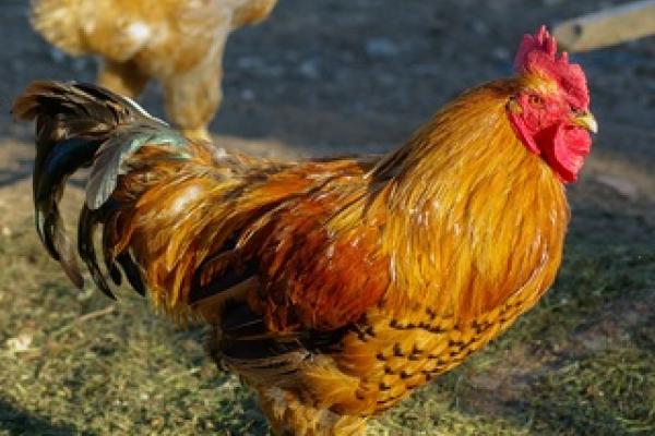 fjoto de un gallo