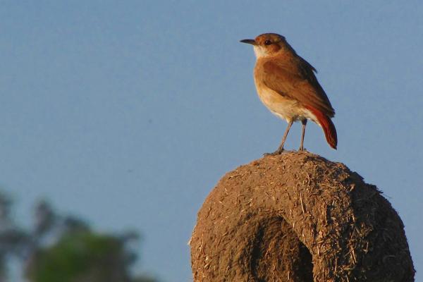 Ejemplar de pájaro hornero posado sobre su nido.
