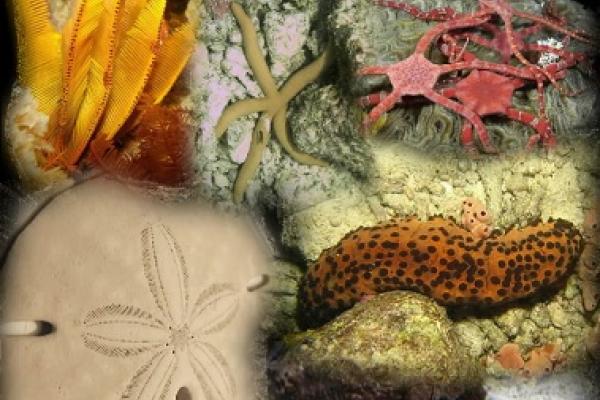 E-propuesta: Estudiando las estrellas y escudos de mar