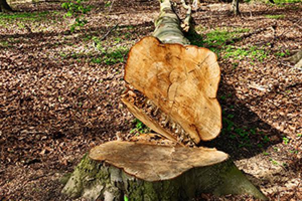 La actividad forestal en Uruguay