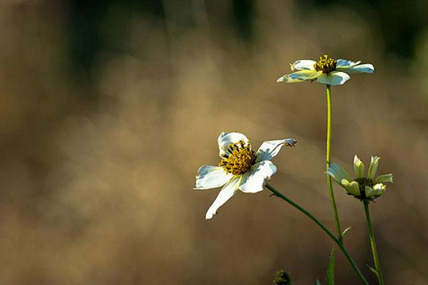 Seductoras e irresistibles... ¡las flores!