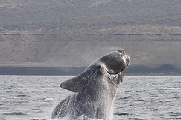 ¿Aire o chorro de agua?