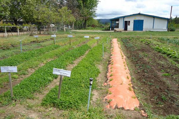 El agua en la huerta