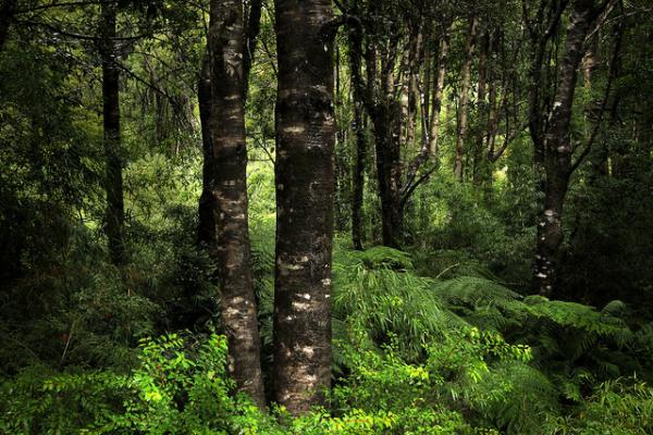 Más de cien años de Cuentos de la selva