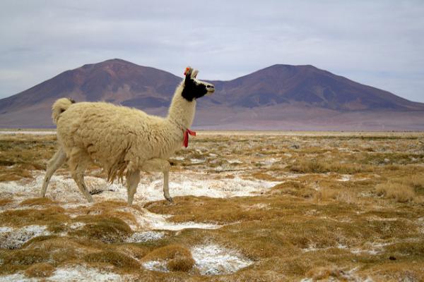 Conociendo a los Camélidos