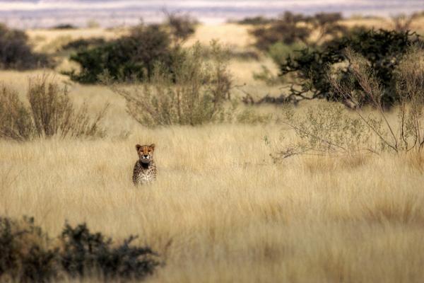 Todo empezó en África