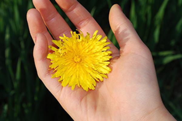 Cautivar y cultivar