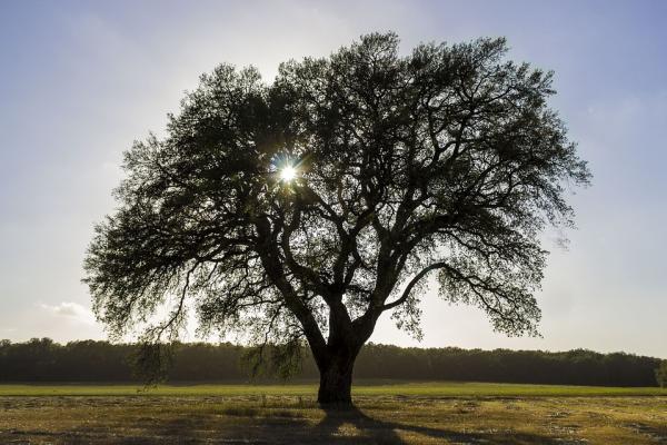 Mi árbol genealógico