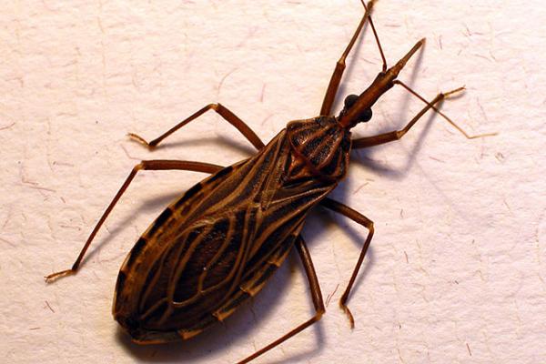 Previniendo el Mal de Chagas