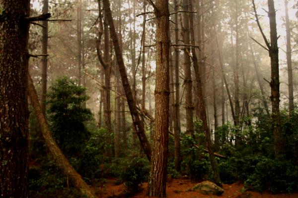 Curaduría: Bécquer y el romanticismo