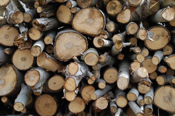 La actividad forestal en el Uruguay