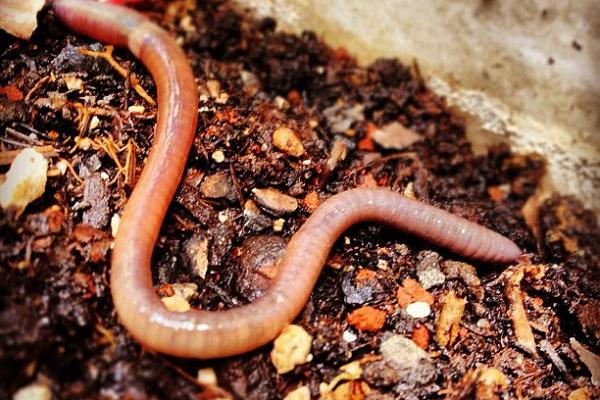 Un habitante oculto en el suelo: la lombriz