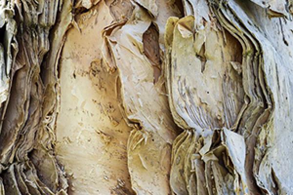 Desde los vegetales al papel