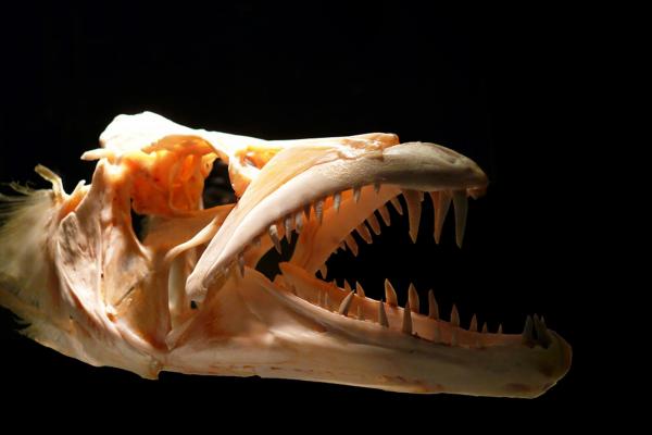 Unidad: Conociendo el mundo de la Paleontología