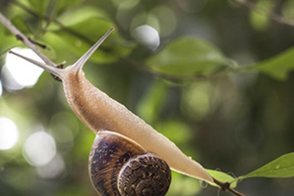 El Caracol de Jardín