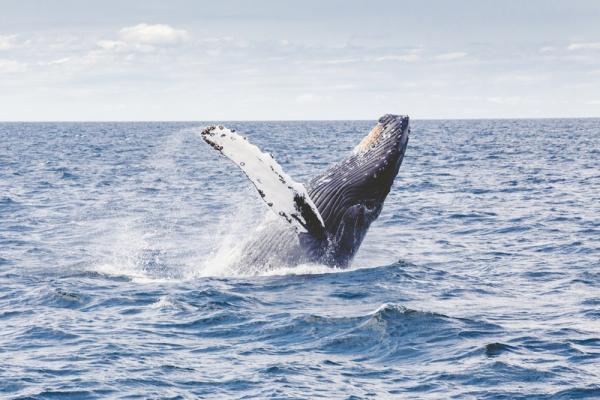 ¡Las ballenas están llegando y podemos ponerles nombres!
