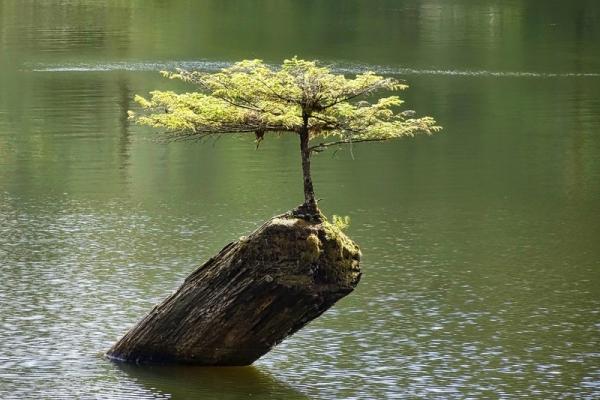Haikus de primavera